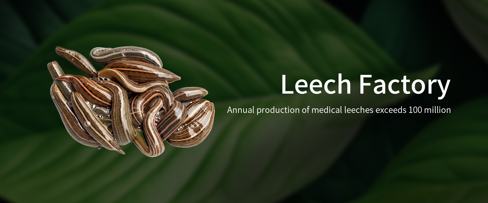 Quality Medicinal Leeches factory