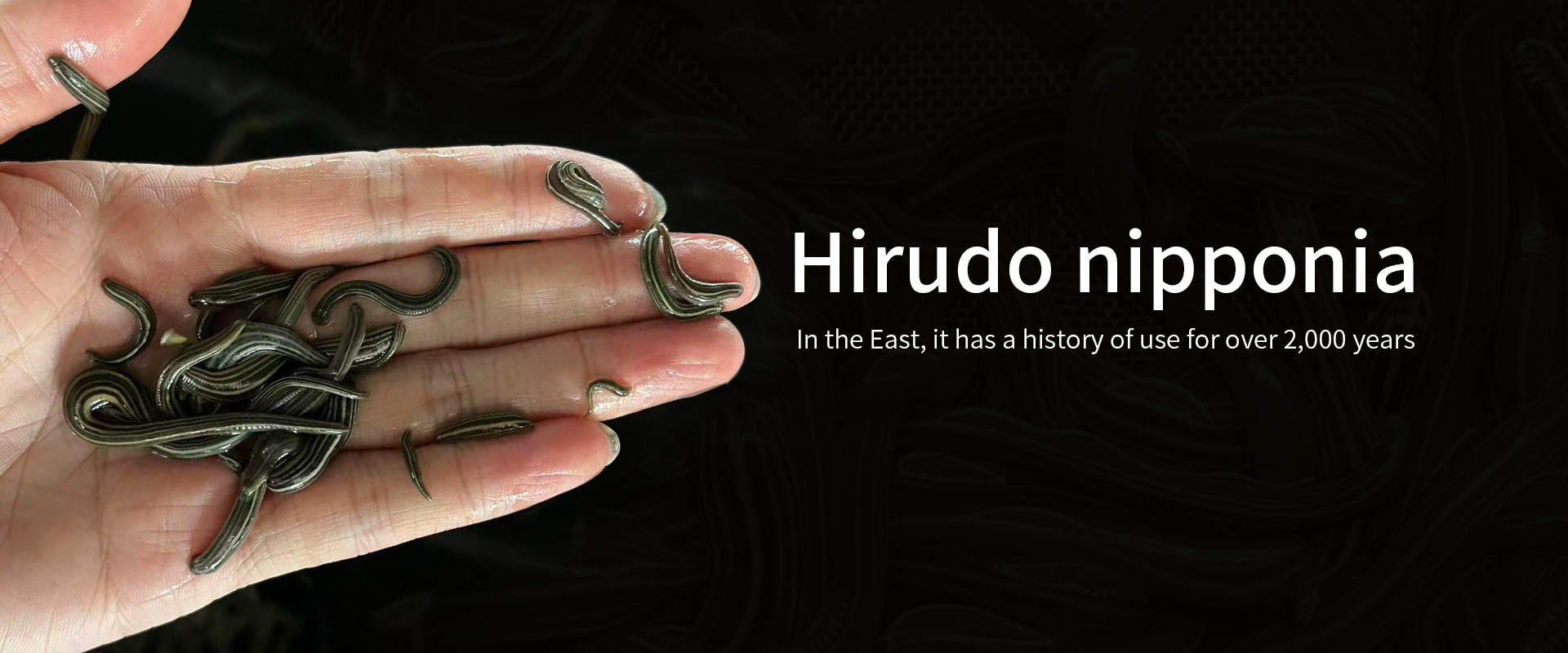 Qualidade Sanguessugas medicinais fábrica