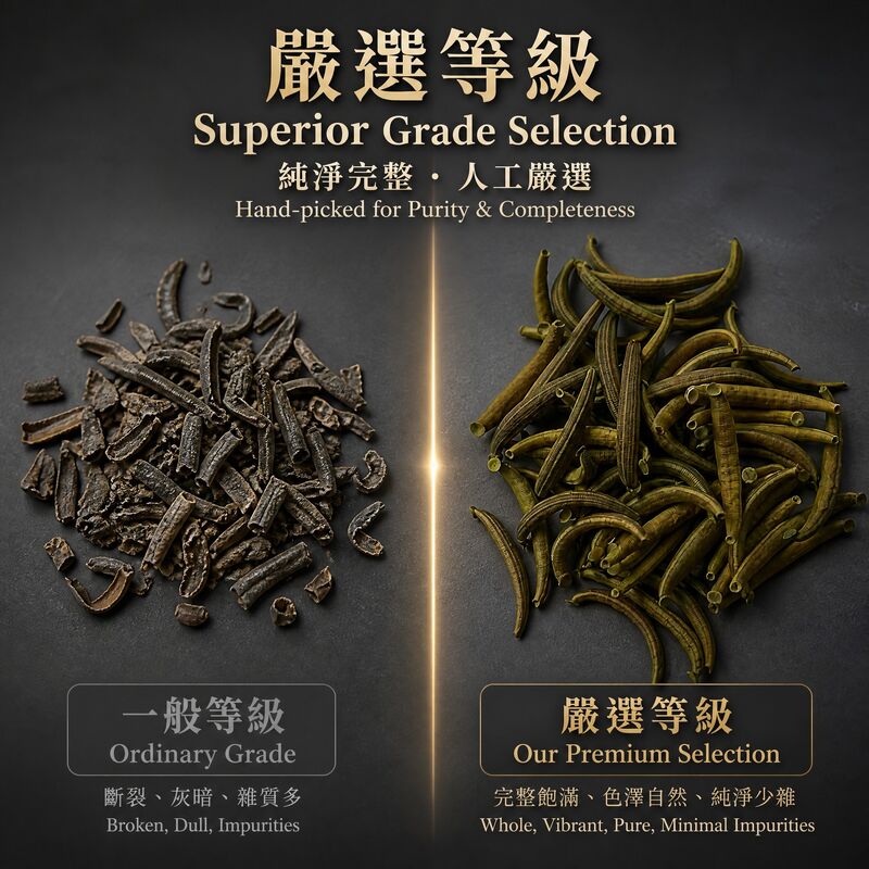 Premium Dried Medicinal Leech Shuizhi - 100% Natural Low-temperature Dried Authentic Hirudo Nipponia for TCM